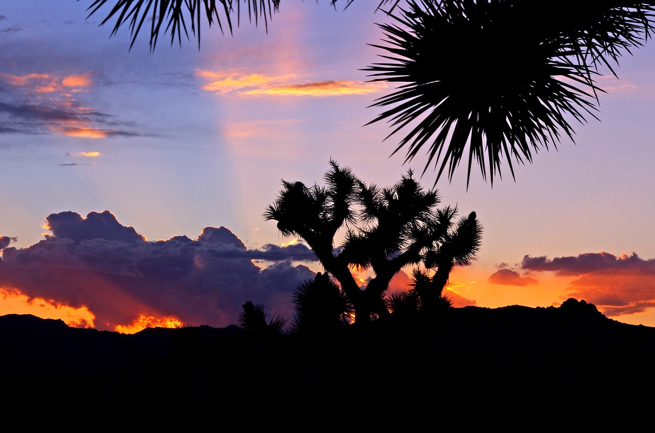 joshua trees sunset landscape free photo