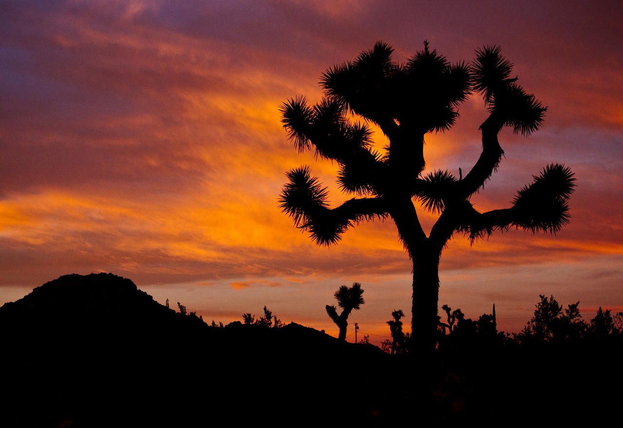 joshua trees sunset landscape free photo