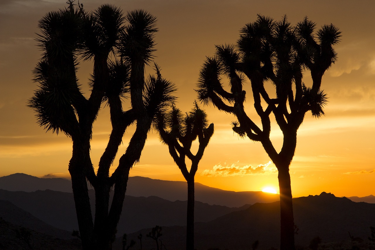 joshua trees sunset landscape free photo