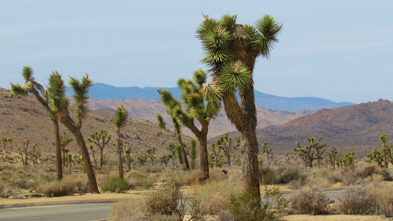 joshua trees desert tree free photo