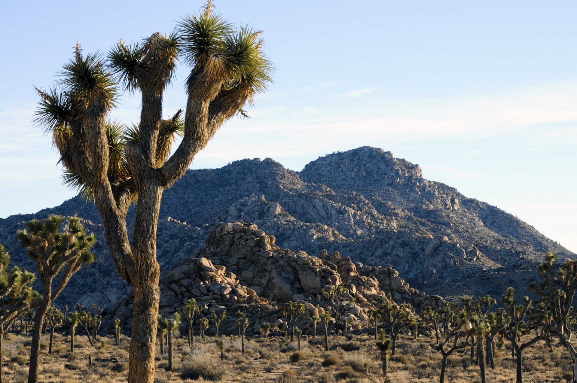 desert cacti cactus free photo