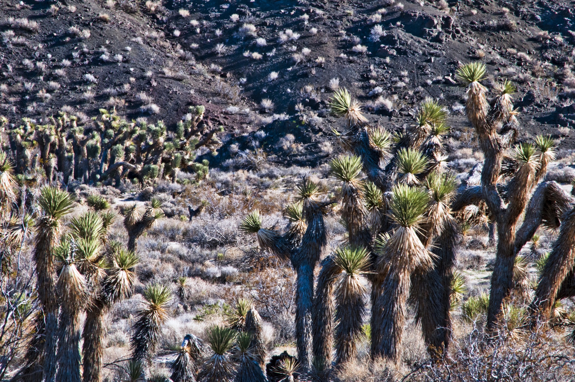 desert california desert pacific northwest free photo