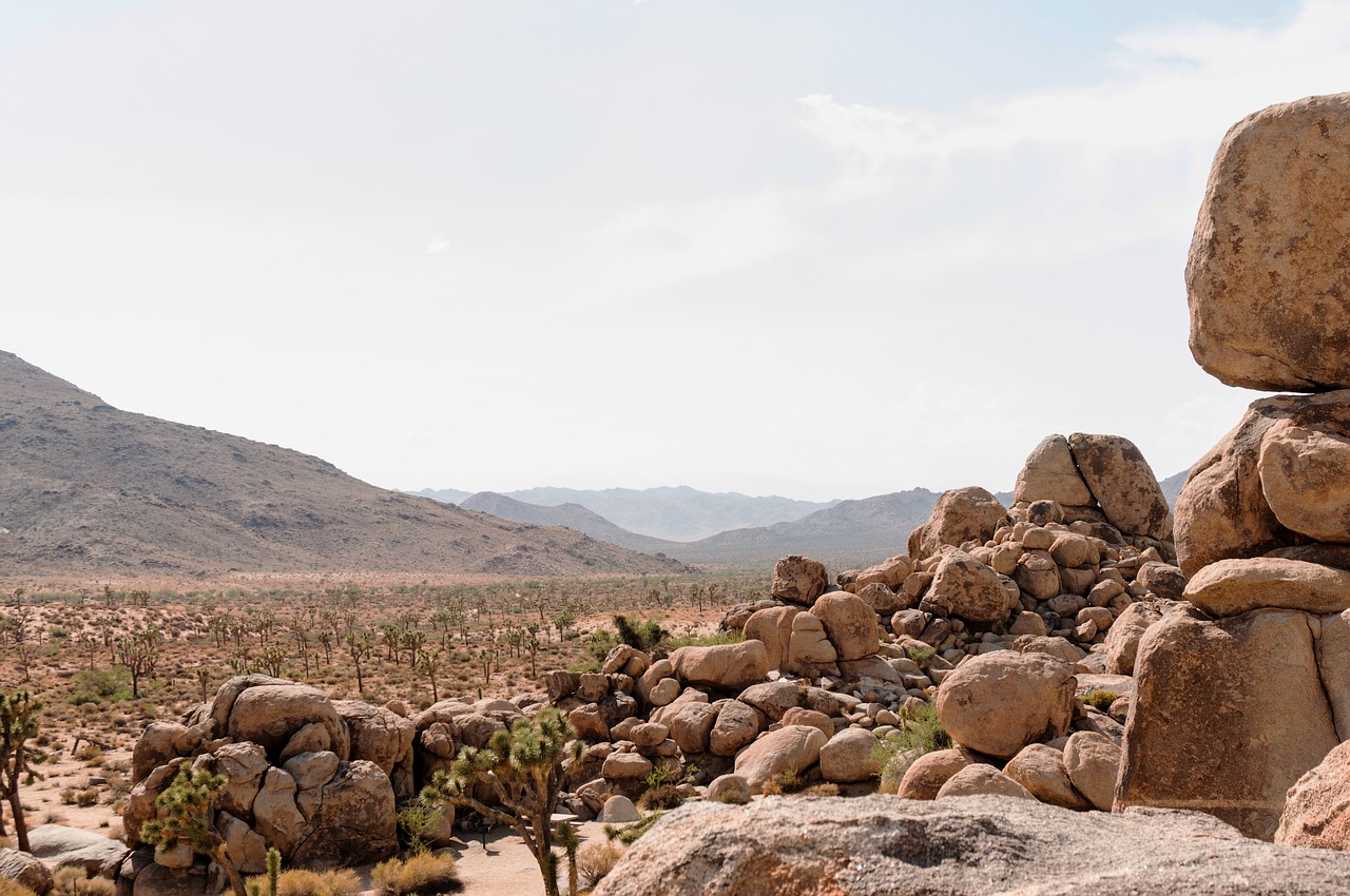 joshuatree park nature usa free photo