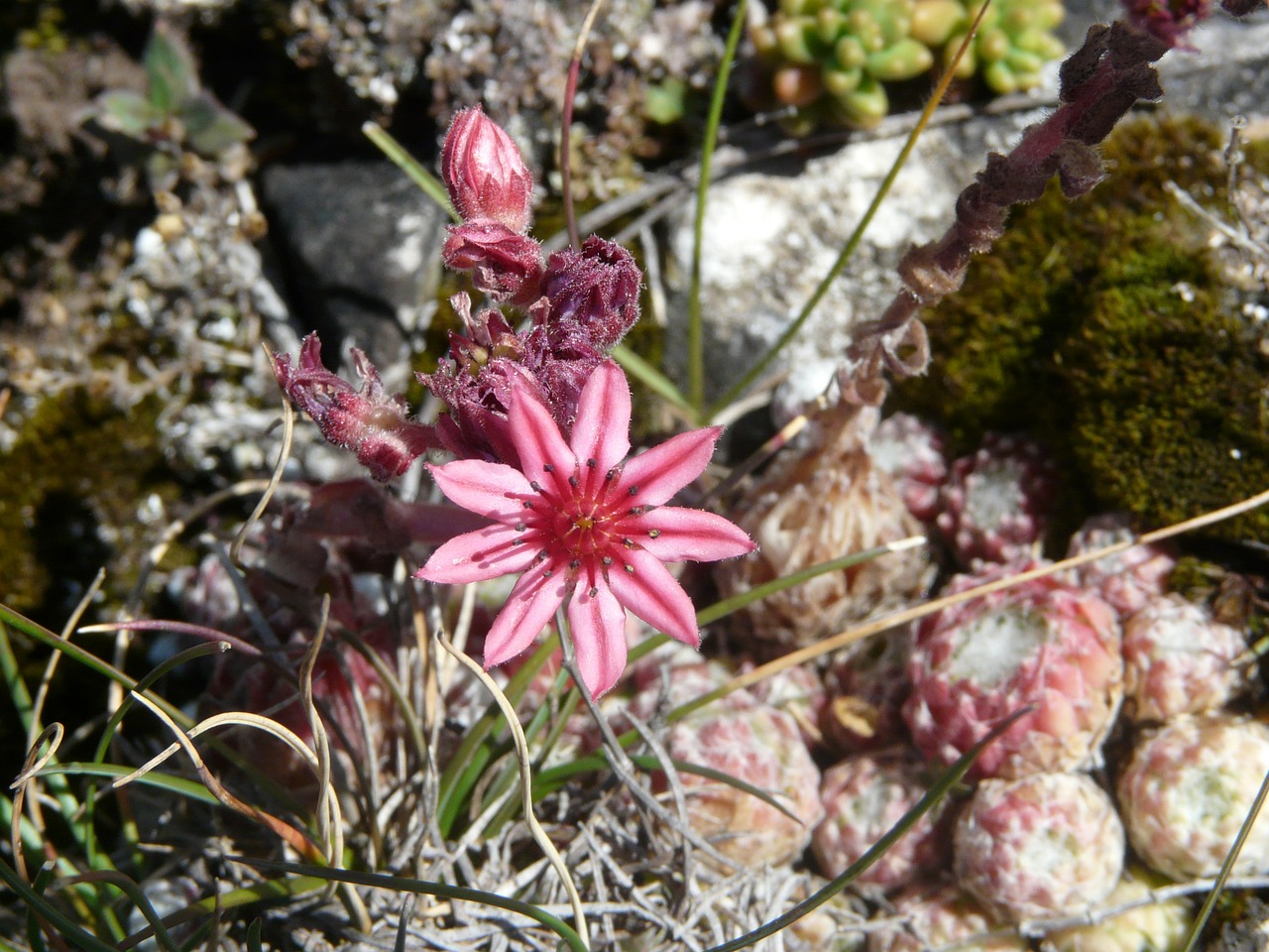 joubarde flower mountain free photo