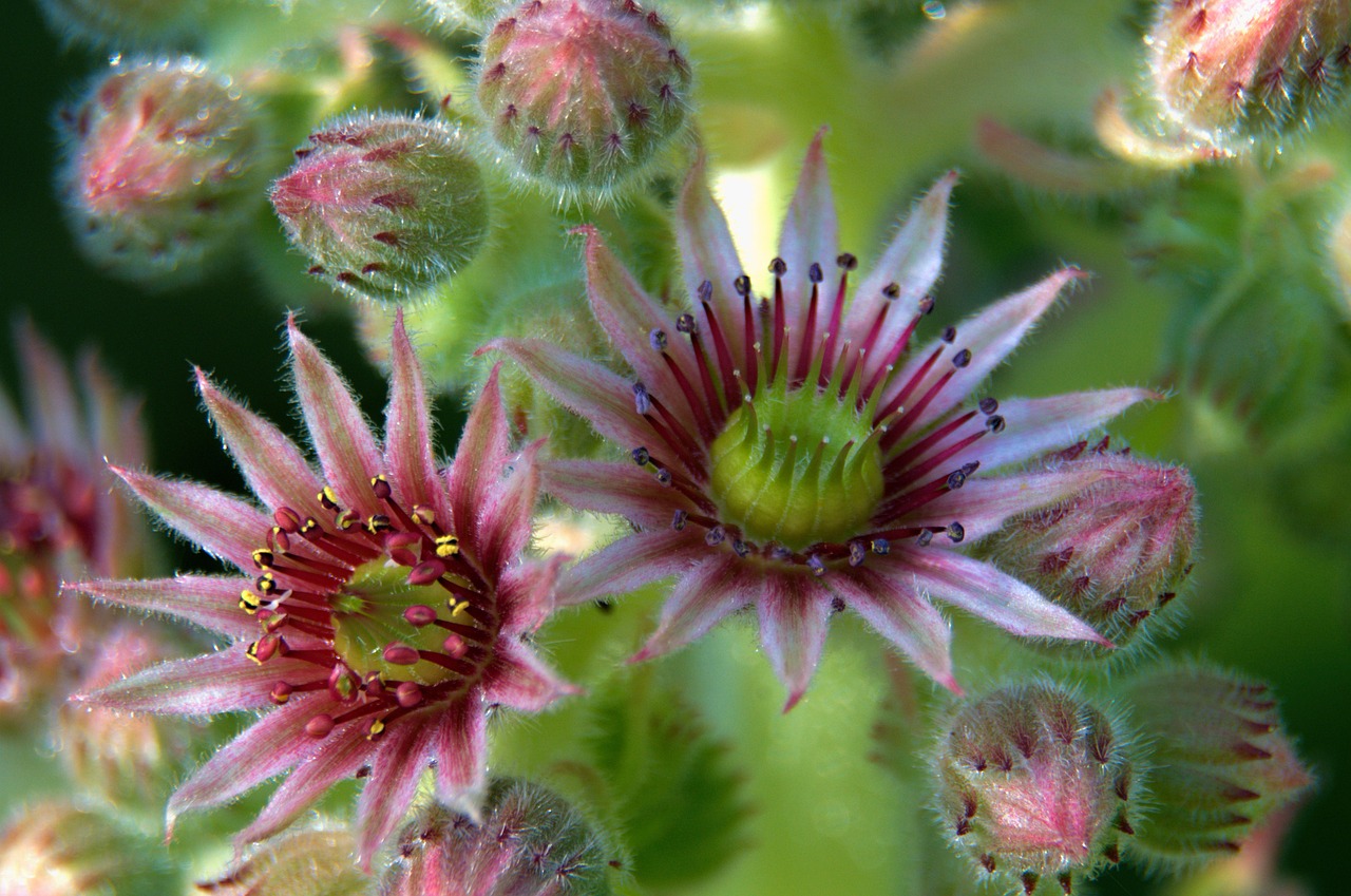 joubarde succulent flower free photo