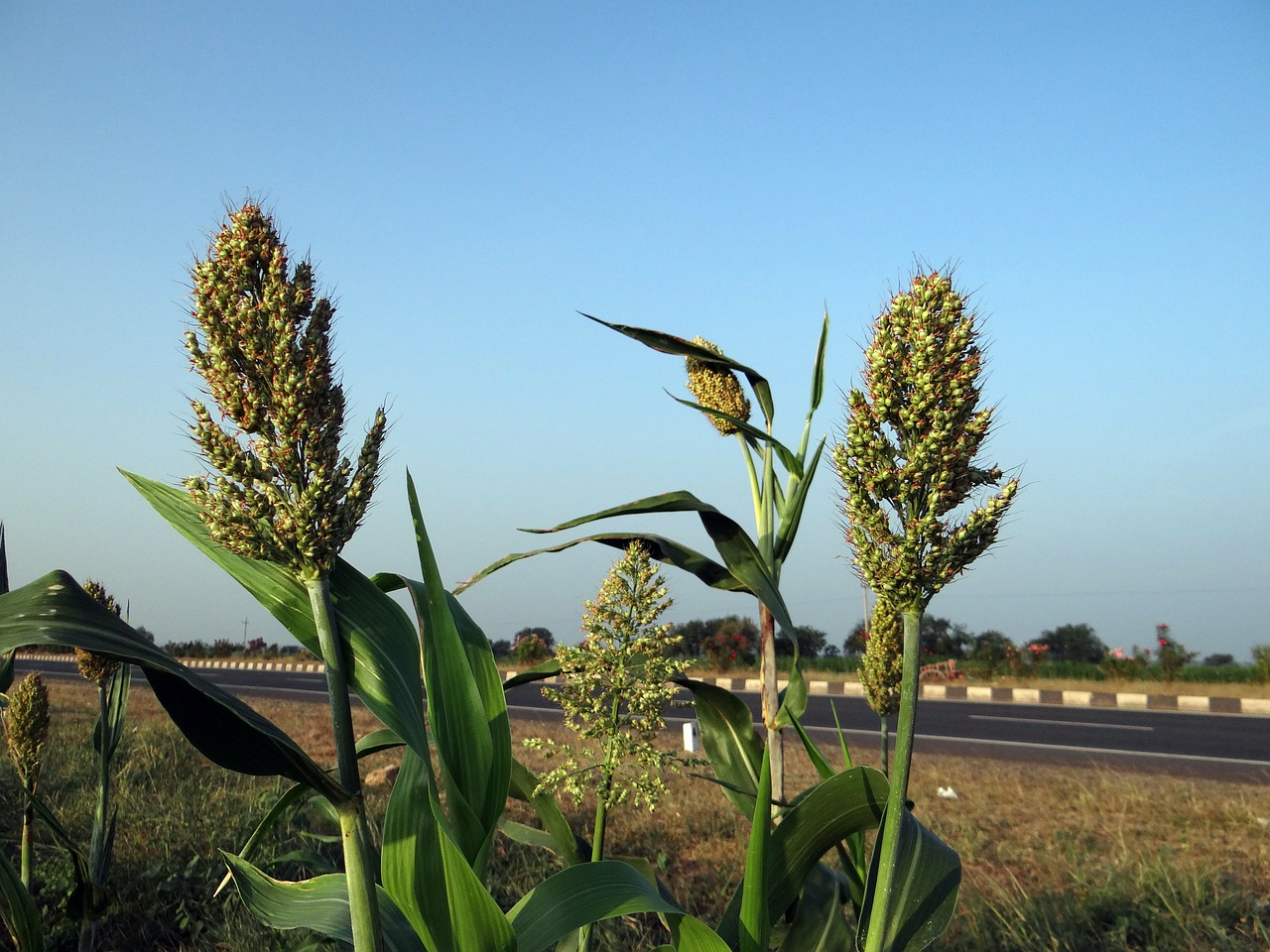 jowar sorghum karnataka free photo