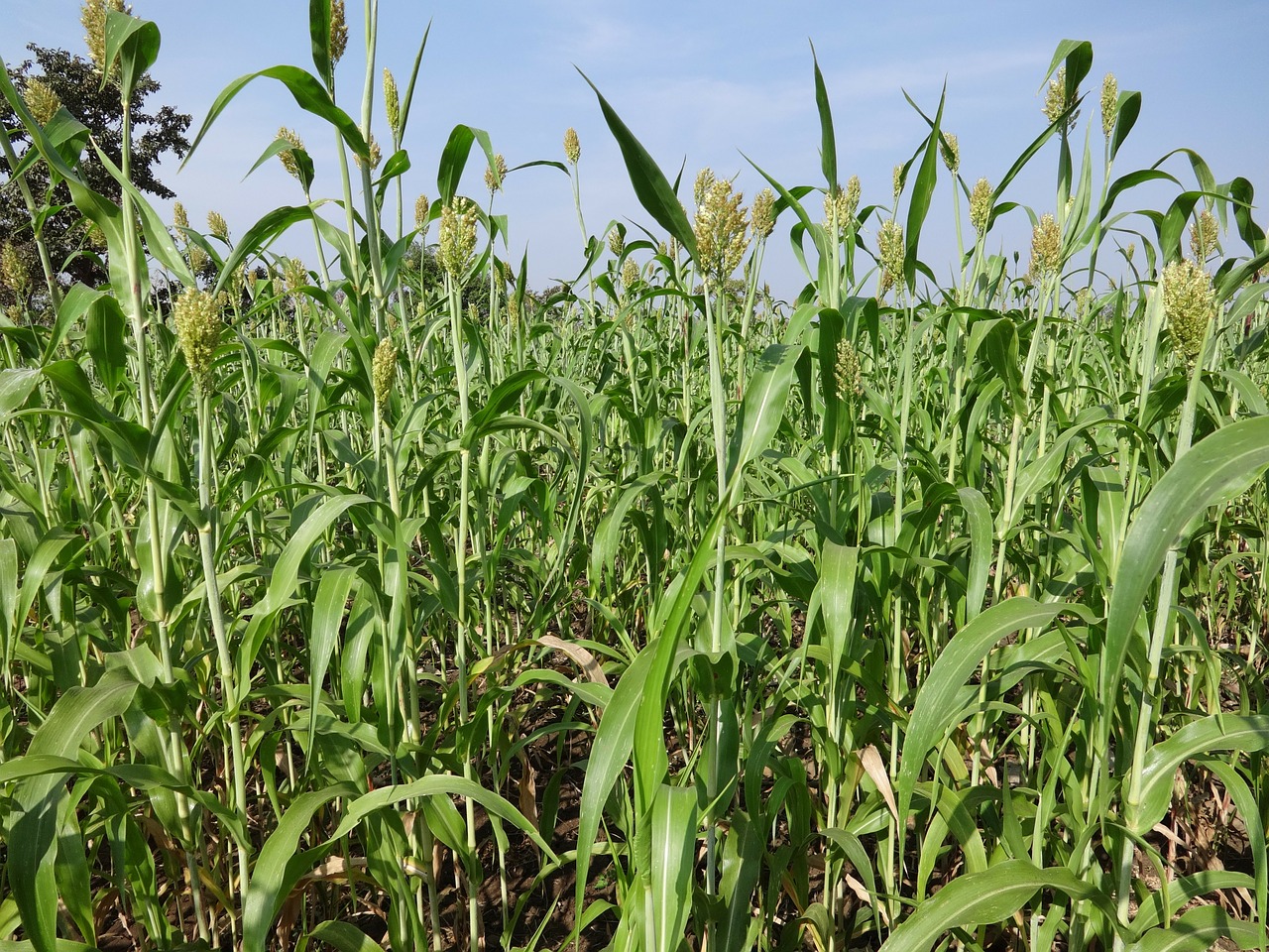 jowar indai agriculture free photo