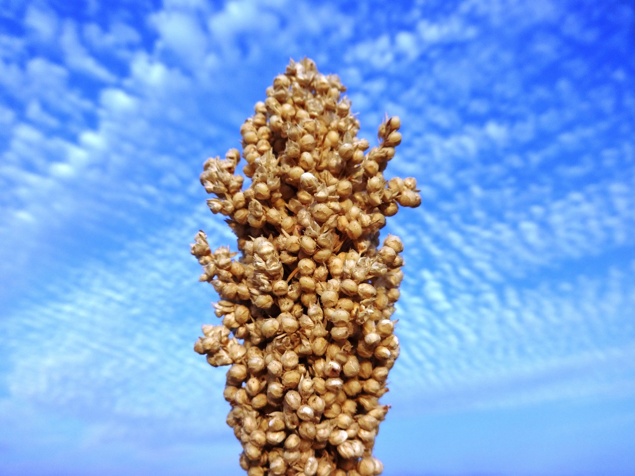 jowar seed blue sky free photo