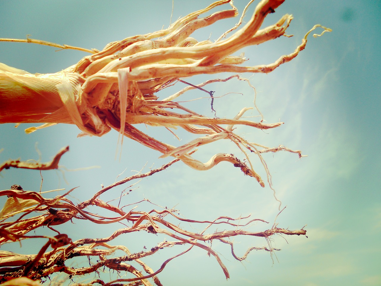 jowar root farming free photo