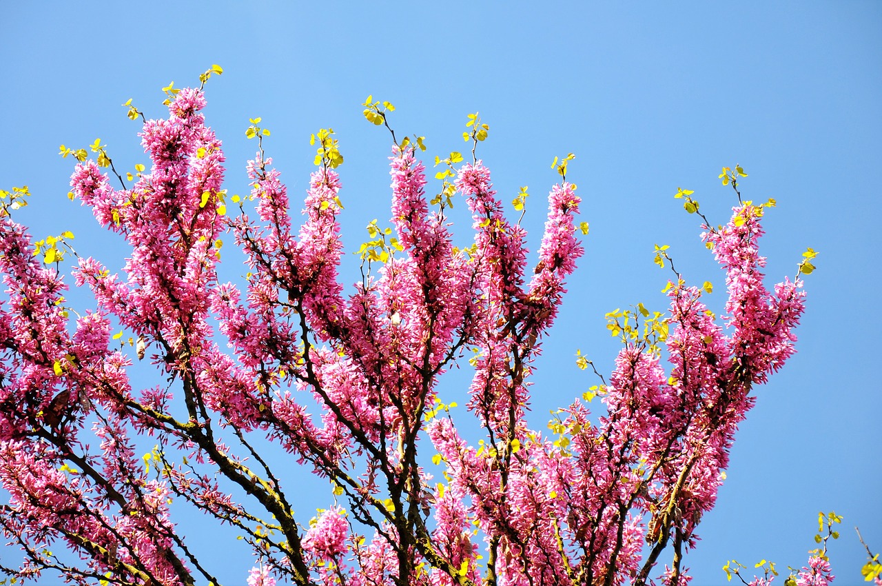 judas tree spring bloom free photo