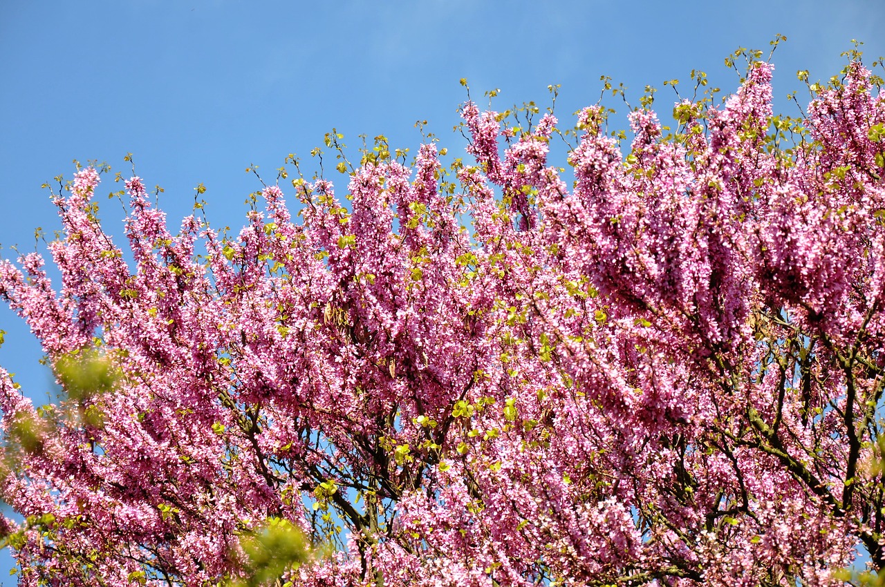 judas tree spring bloom free photo