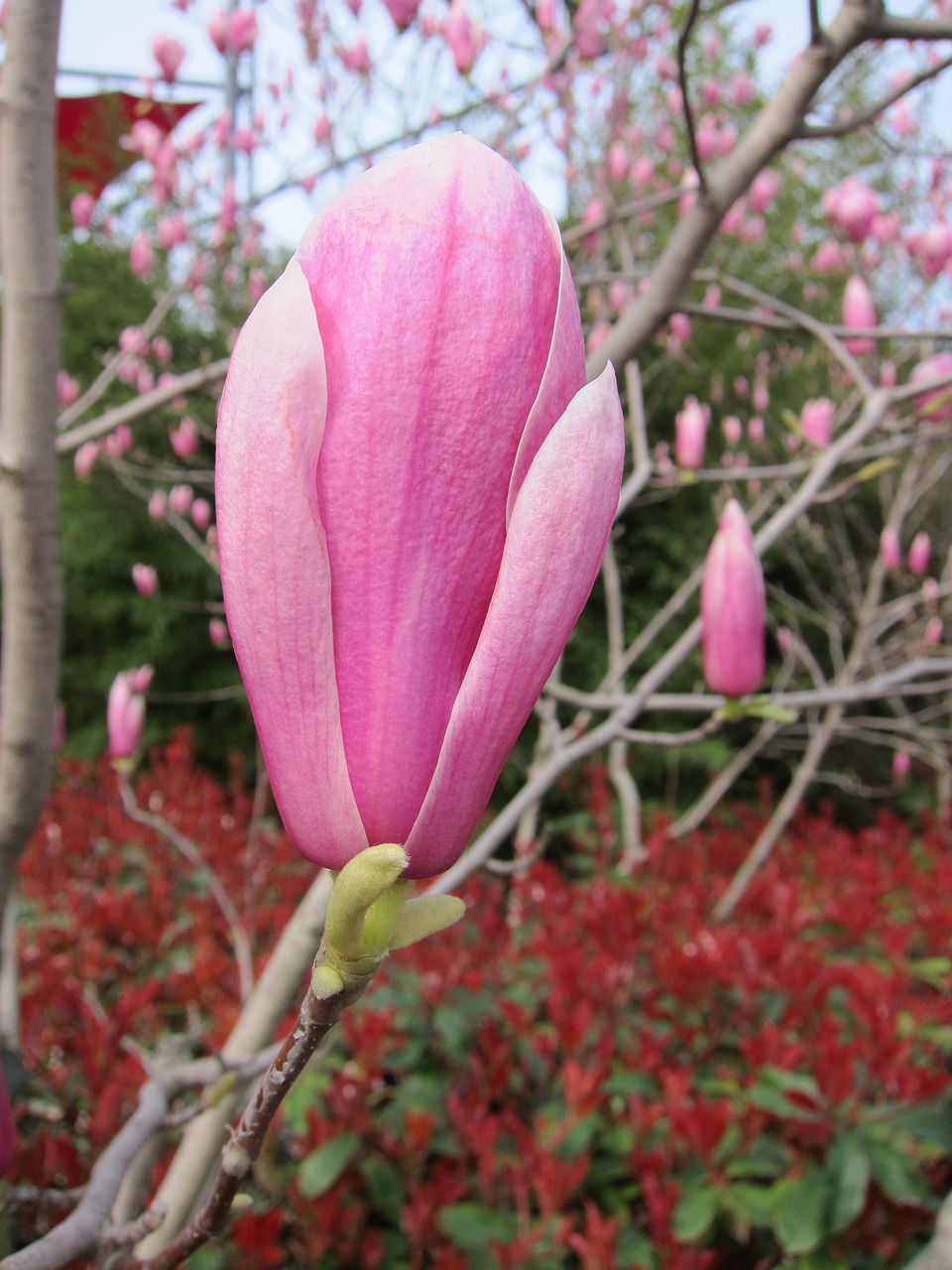 judas tree garden istanbul free photo