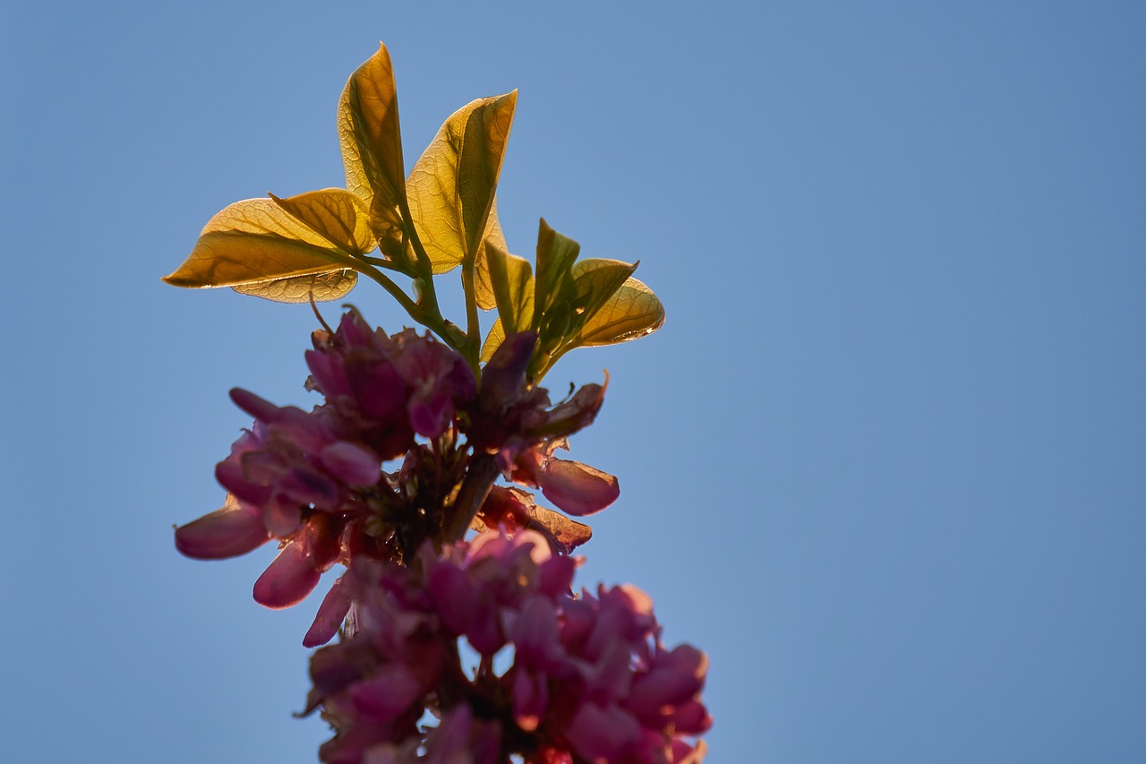 judas tree  leaf  heart free photo