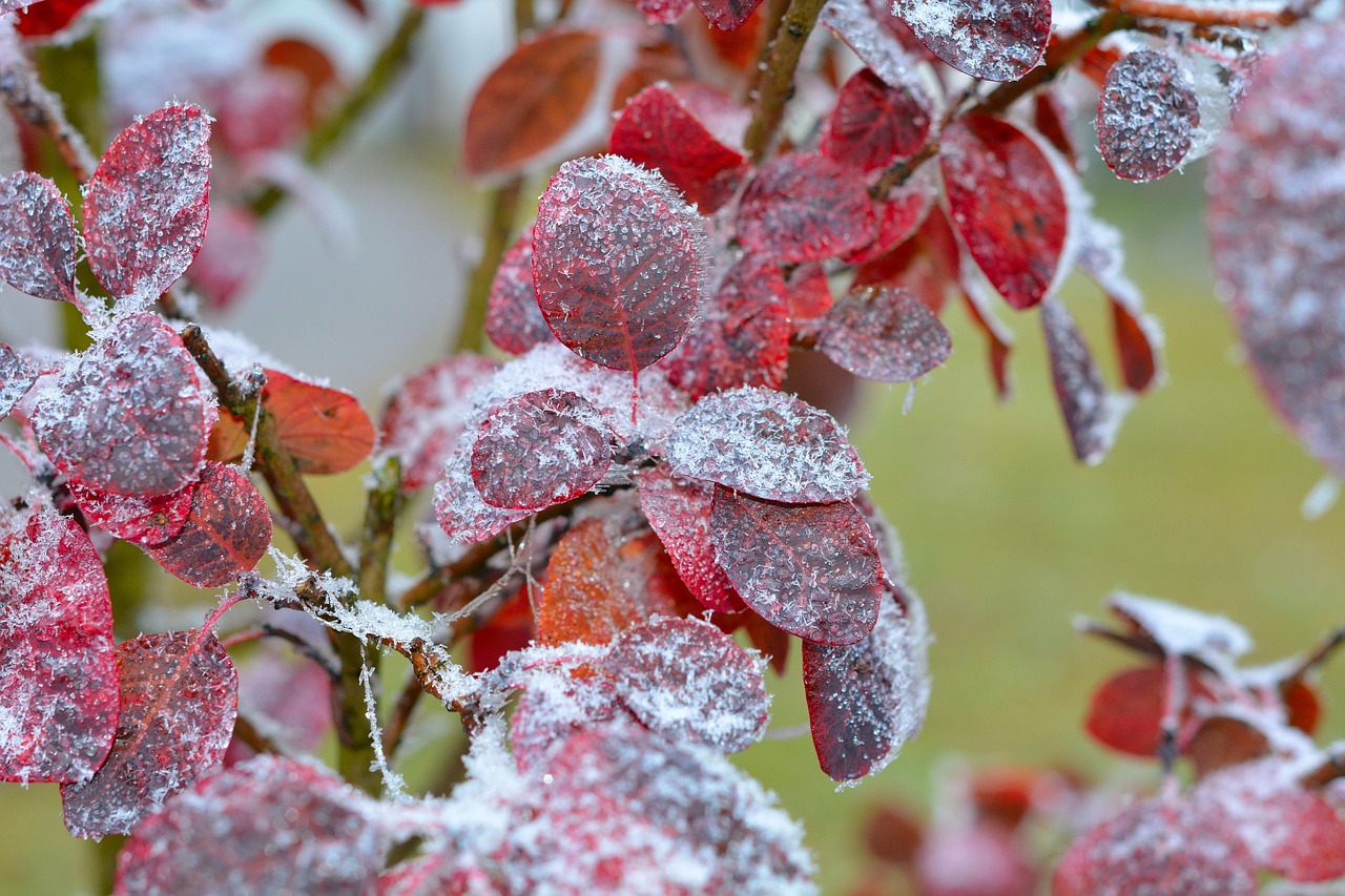 judas tree leaves hoarfrost free photo