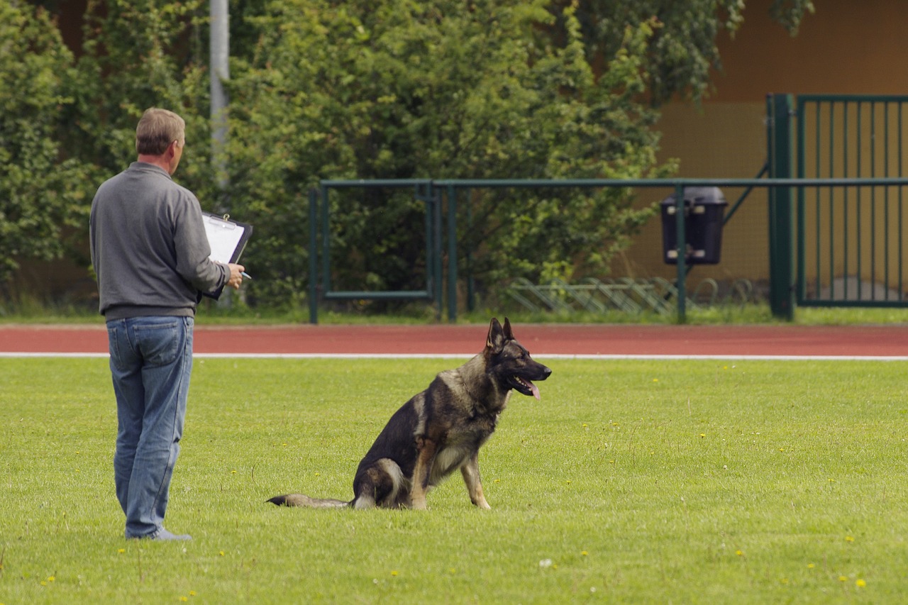 judging competition dog free photo