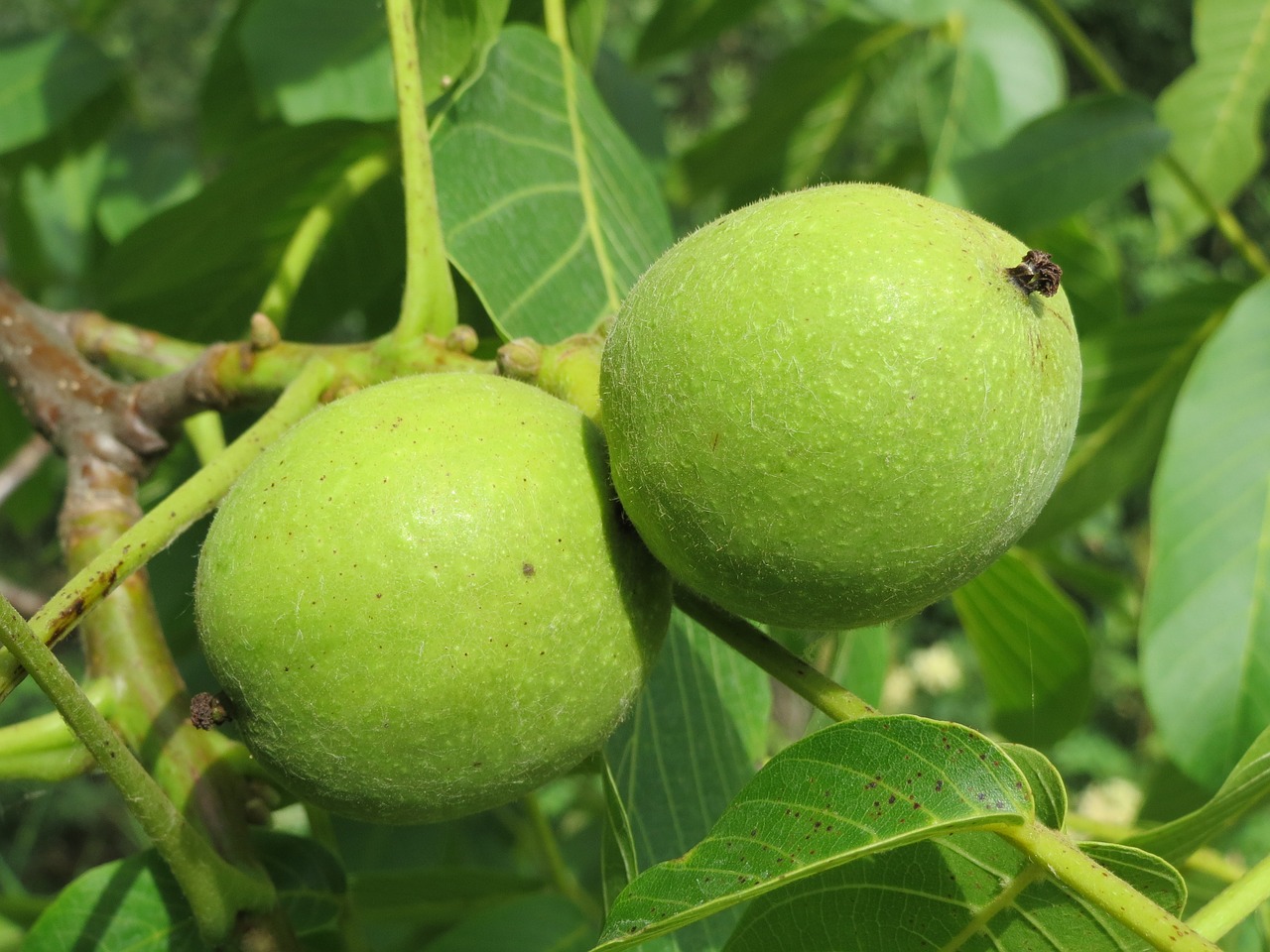 juglans regia persian walnut english walnut free photo