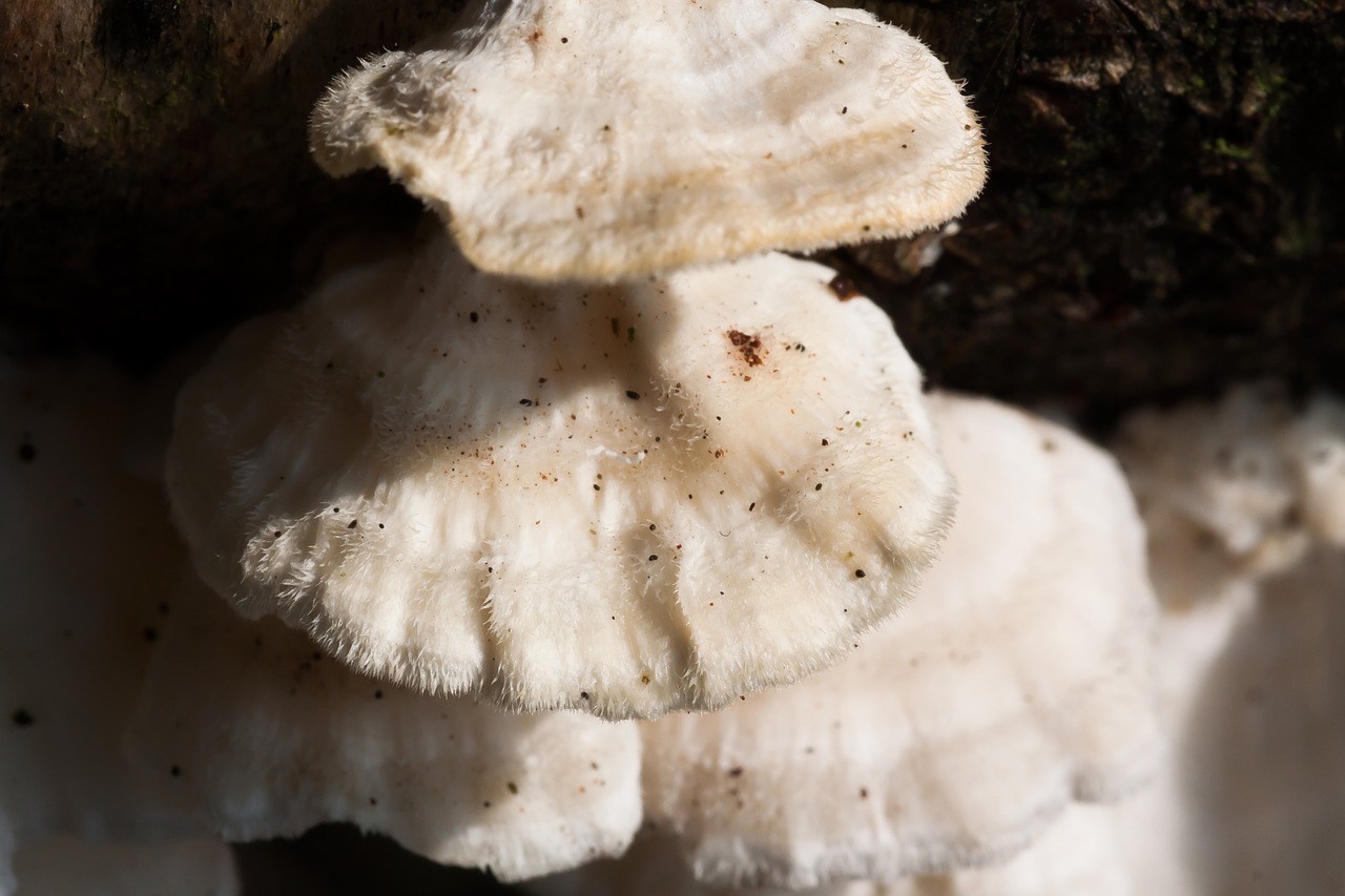 juice ovinus mushroom sponge free photo