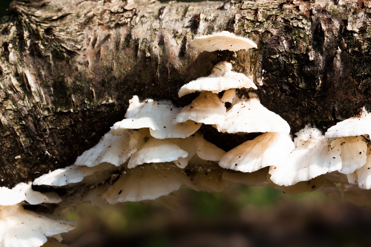 juice ovinus mushroom sponge free photo