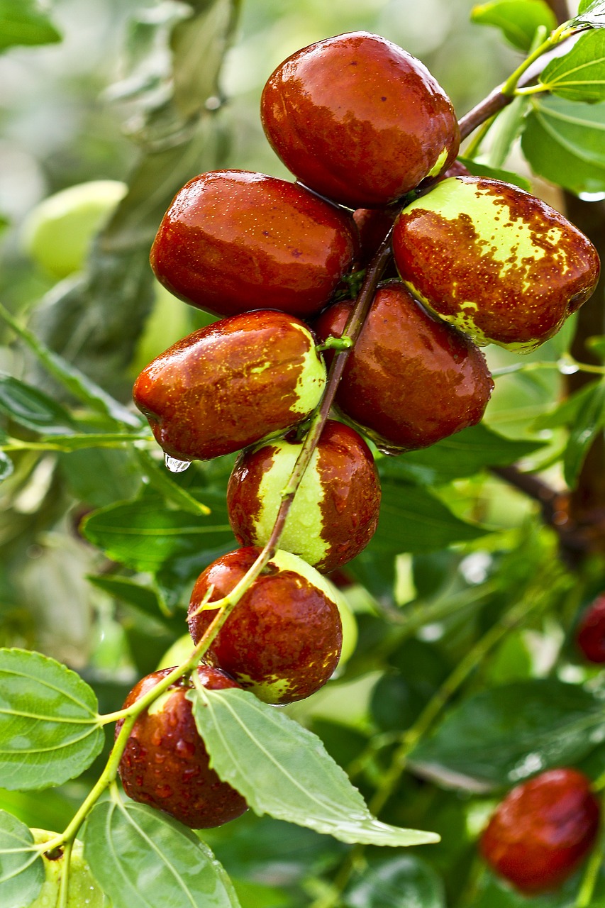 jujube food fruit jujube free photo