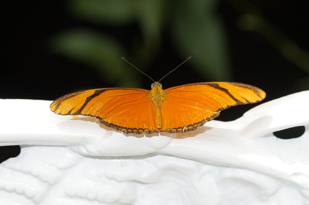 julia butterfly butterfly tropical free photo