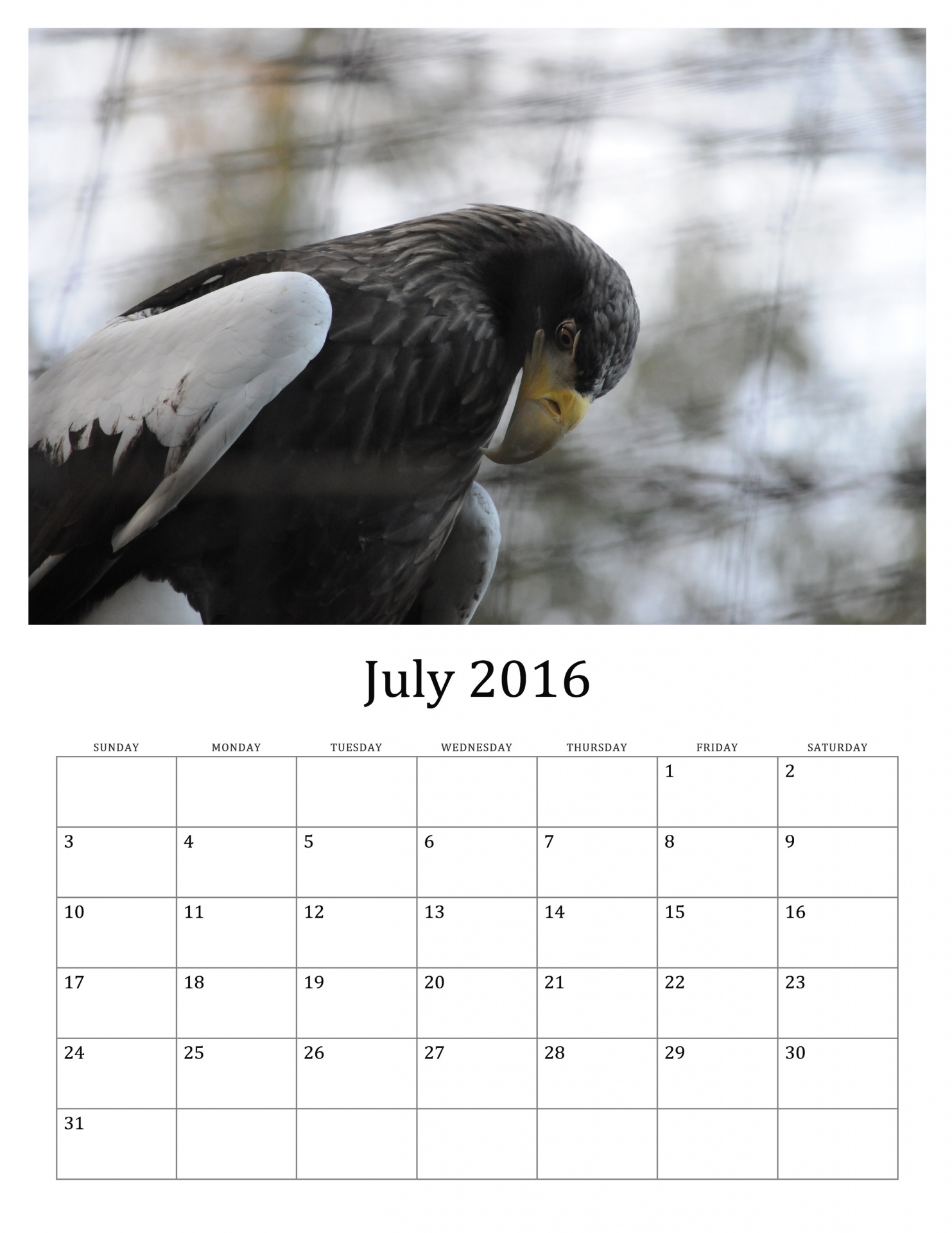 2016 eagle eagles free photo