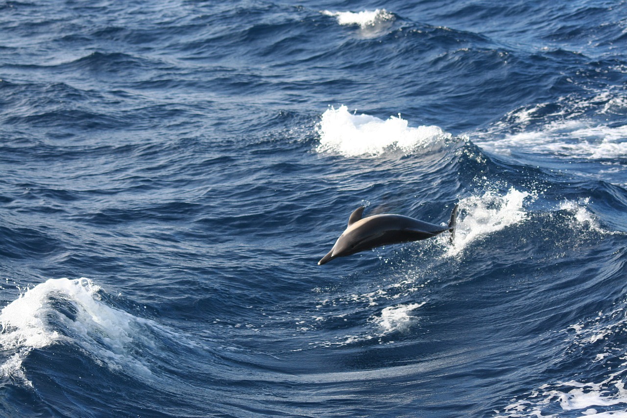 jump dolphin show free photo