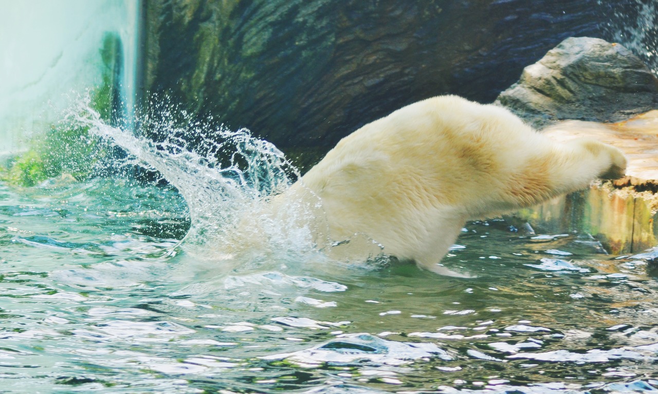 jump water bear free photo