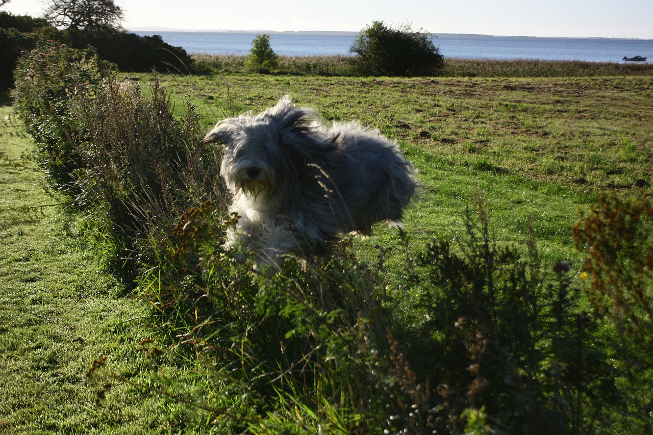 jump dog hedge free photo
