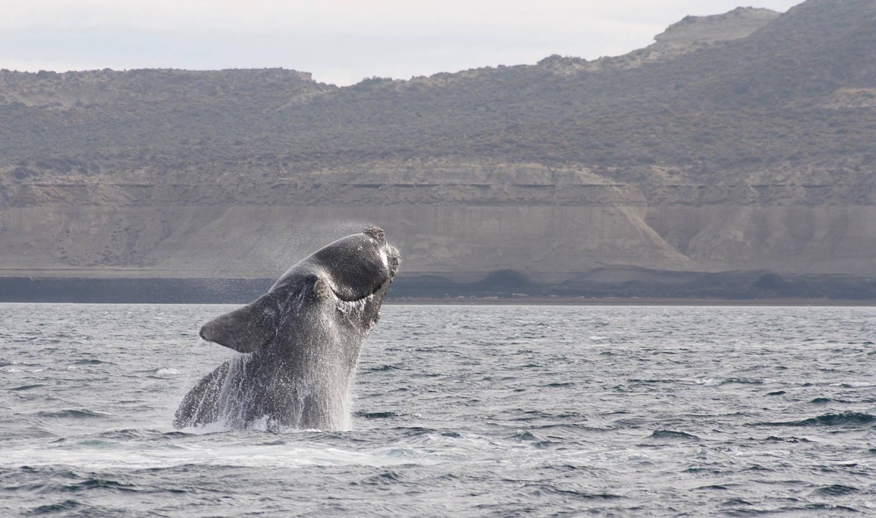jump  whale  southern right whale free photo