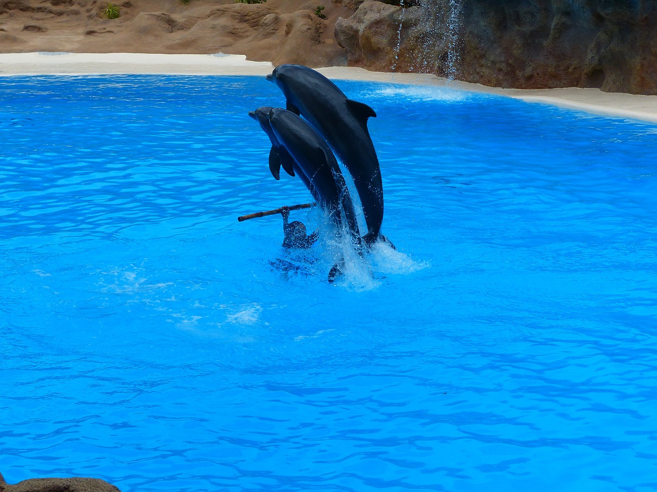 jump artistry dolphins free photo