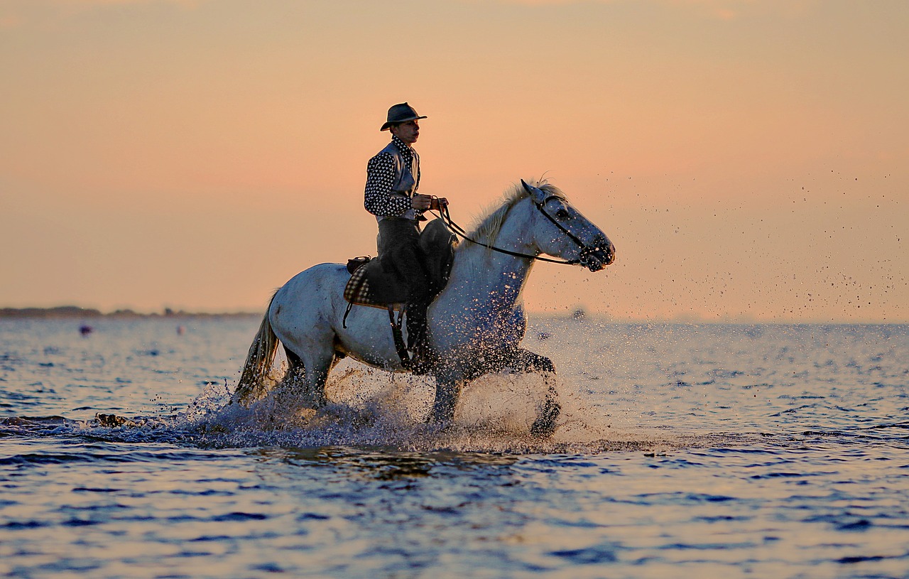 jumper horse horses free photo