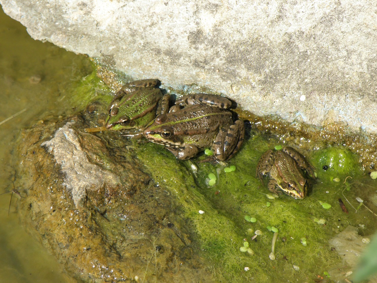 jumpers pelophylax pond free photo