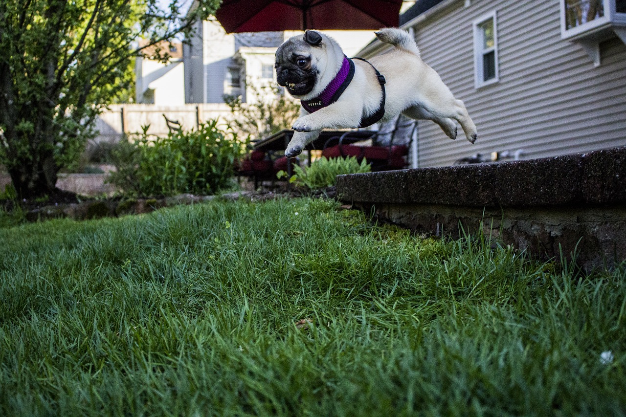 jumping pug puppy free photo