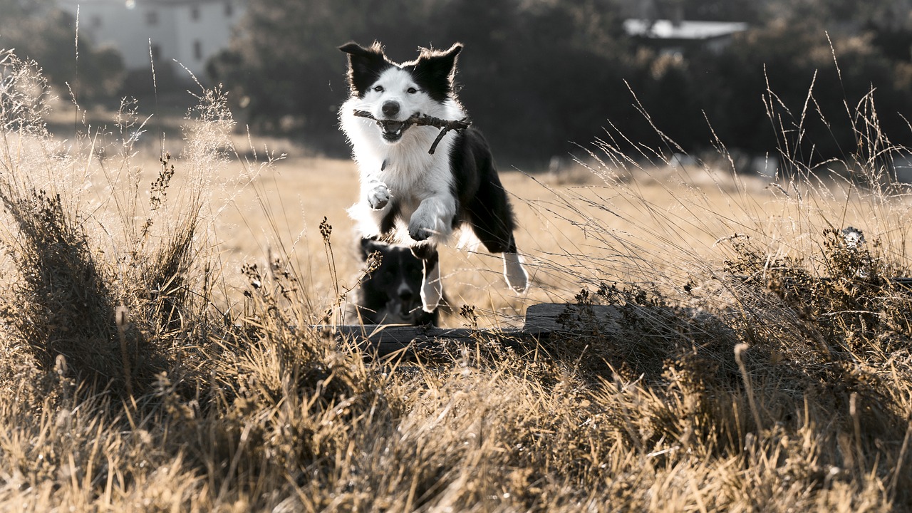 jumping  dog  bordercollie free photo