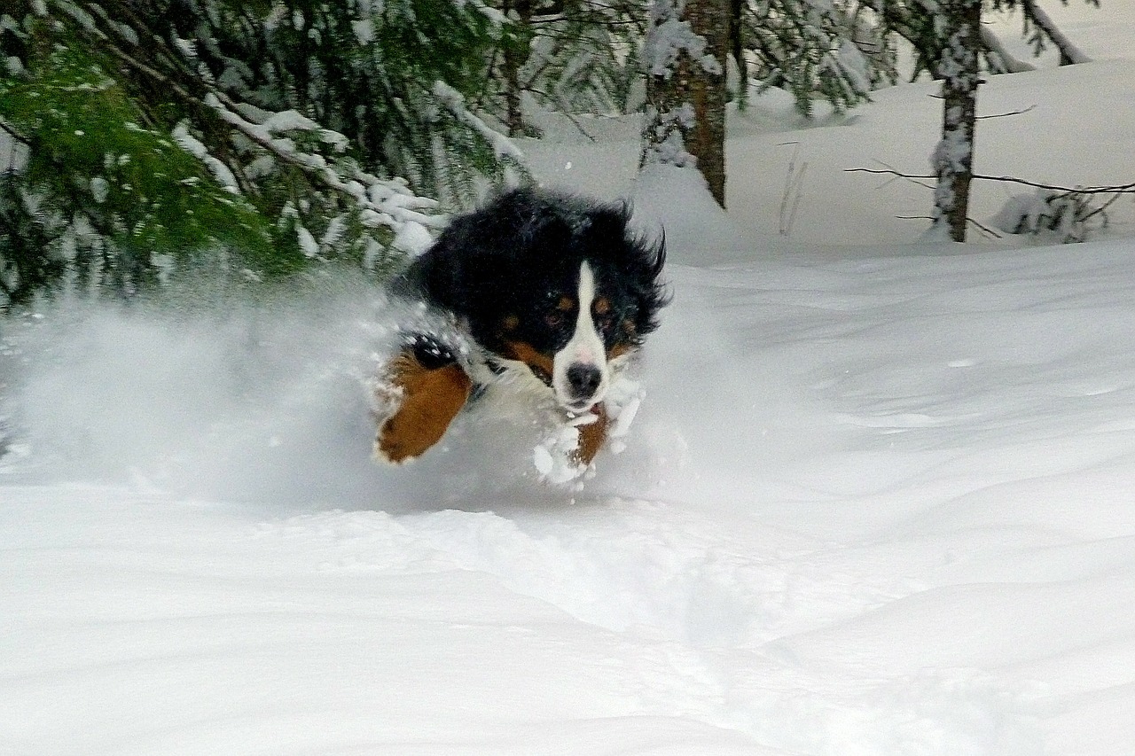 jumping dog bernese mountain dog free photo