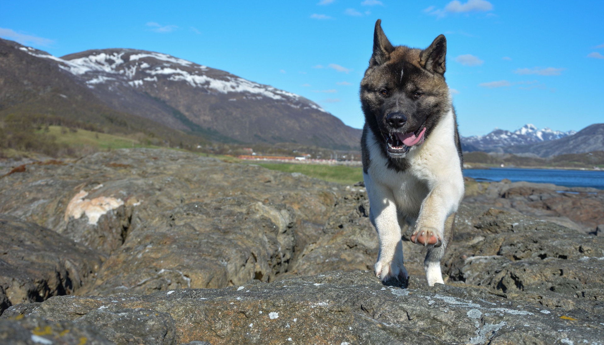 american akita akita american free photo