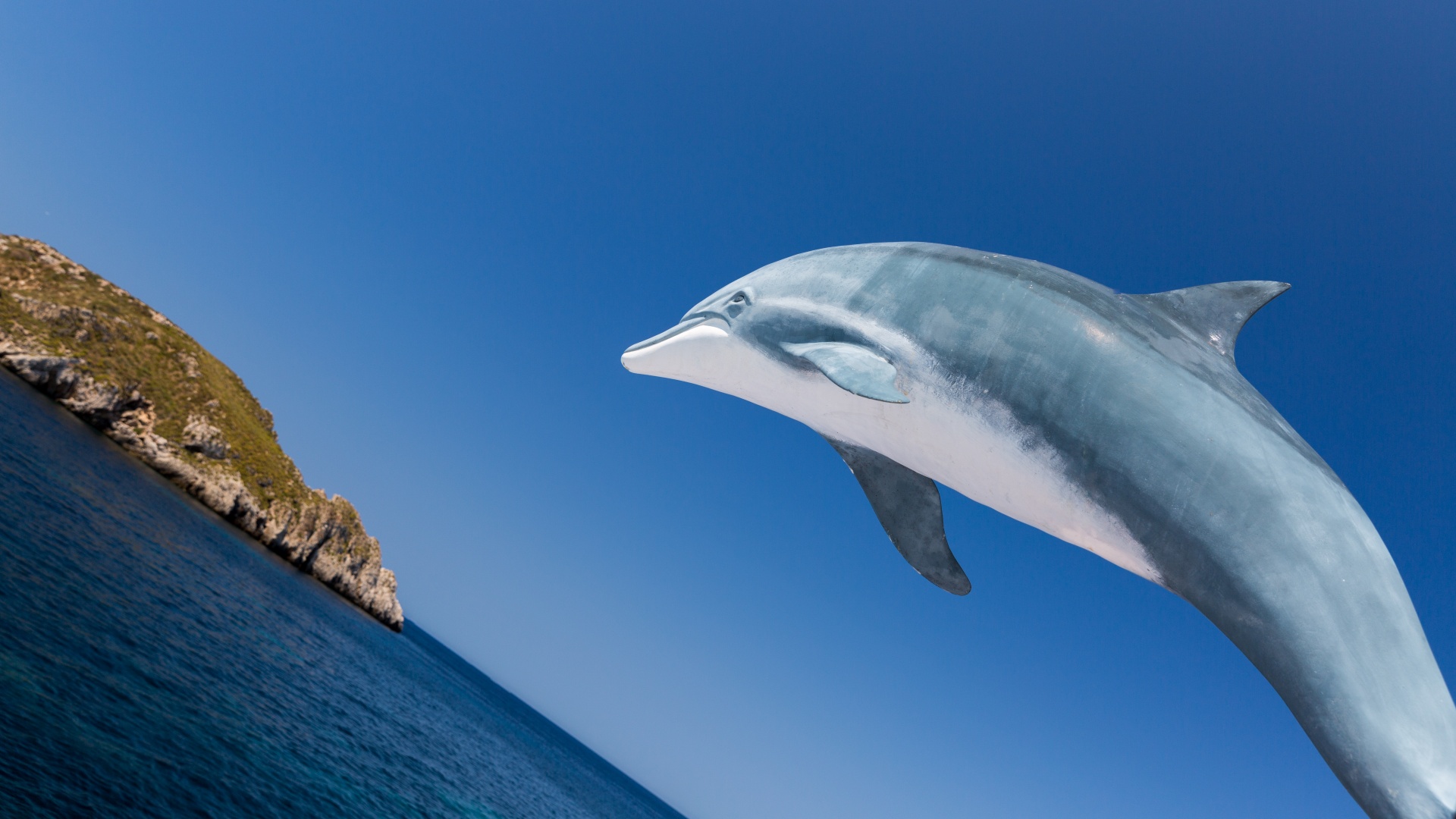 animal blue dolphin free photo
