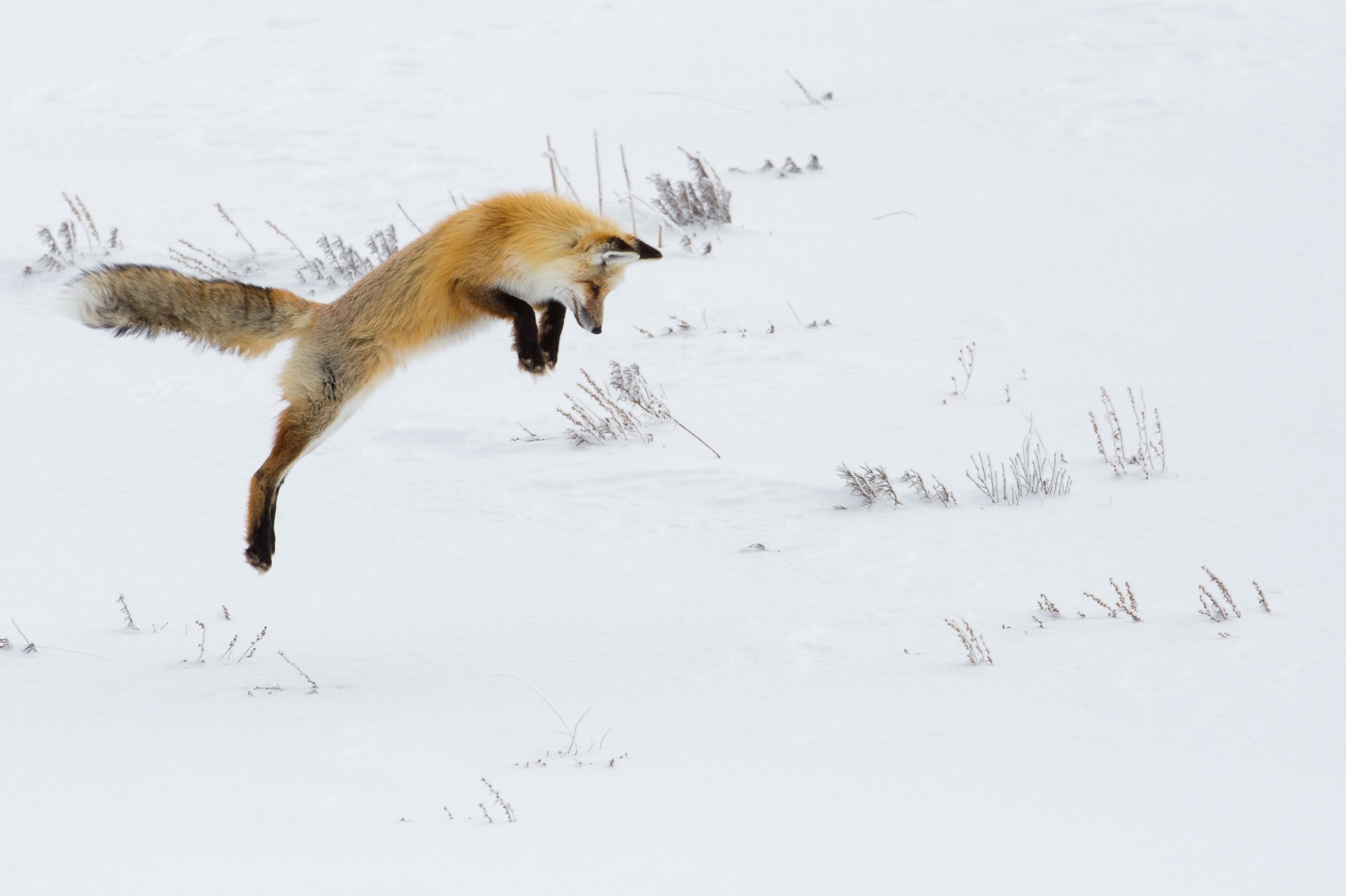red fox wildlife winter free photo