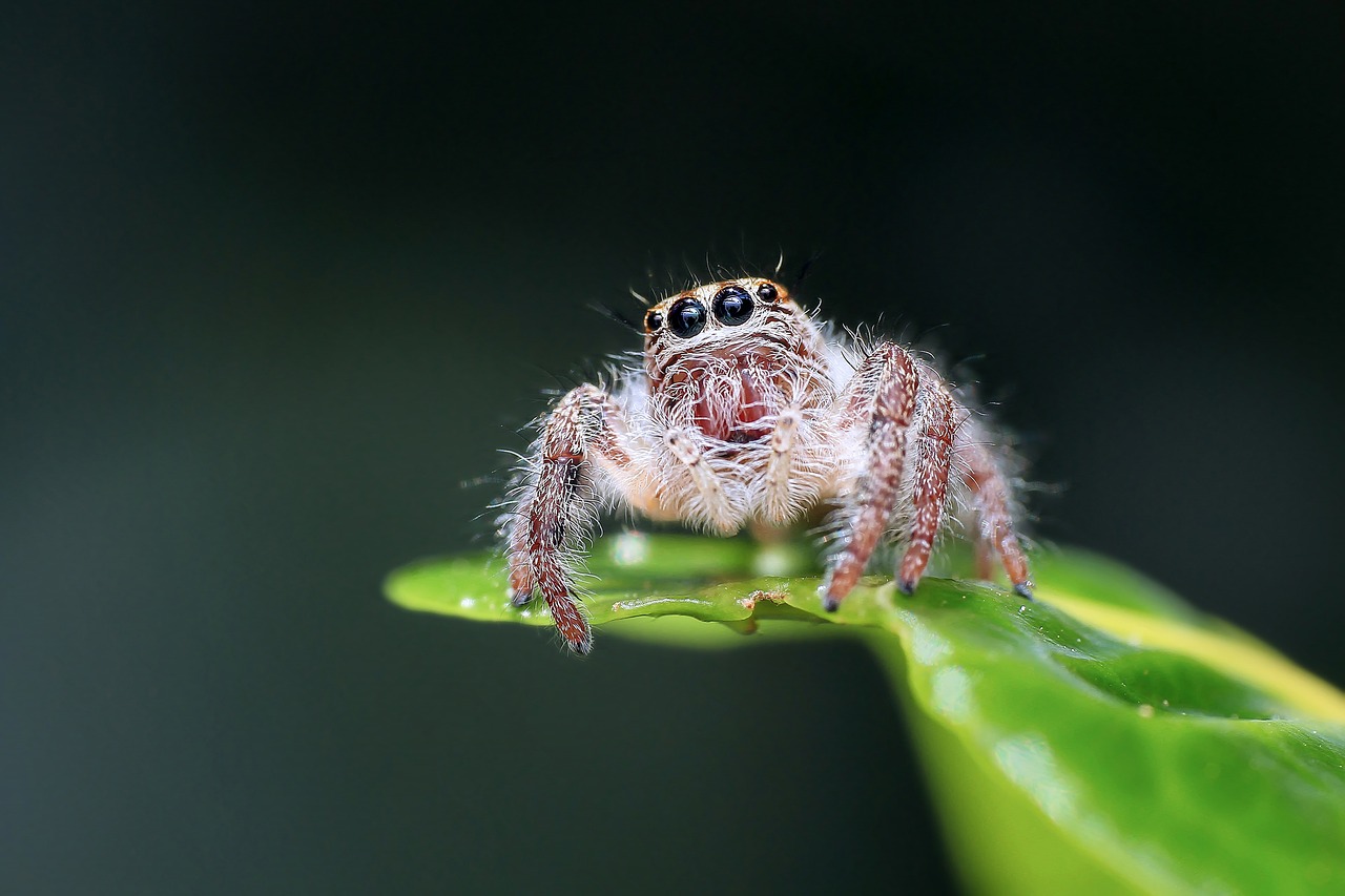 jumping spider spider insect free photo