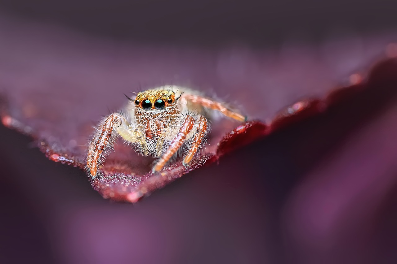 jumping spider insect macro free photo