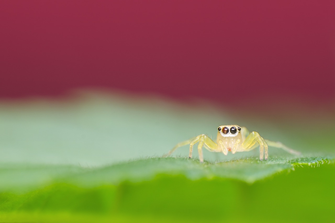 jumping spider insect macro free photo