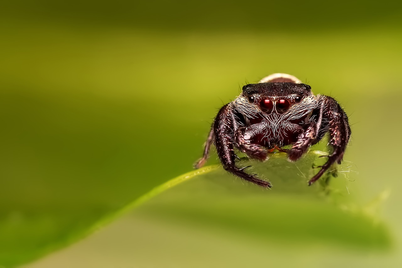 jumping spider spider insect free photo