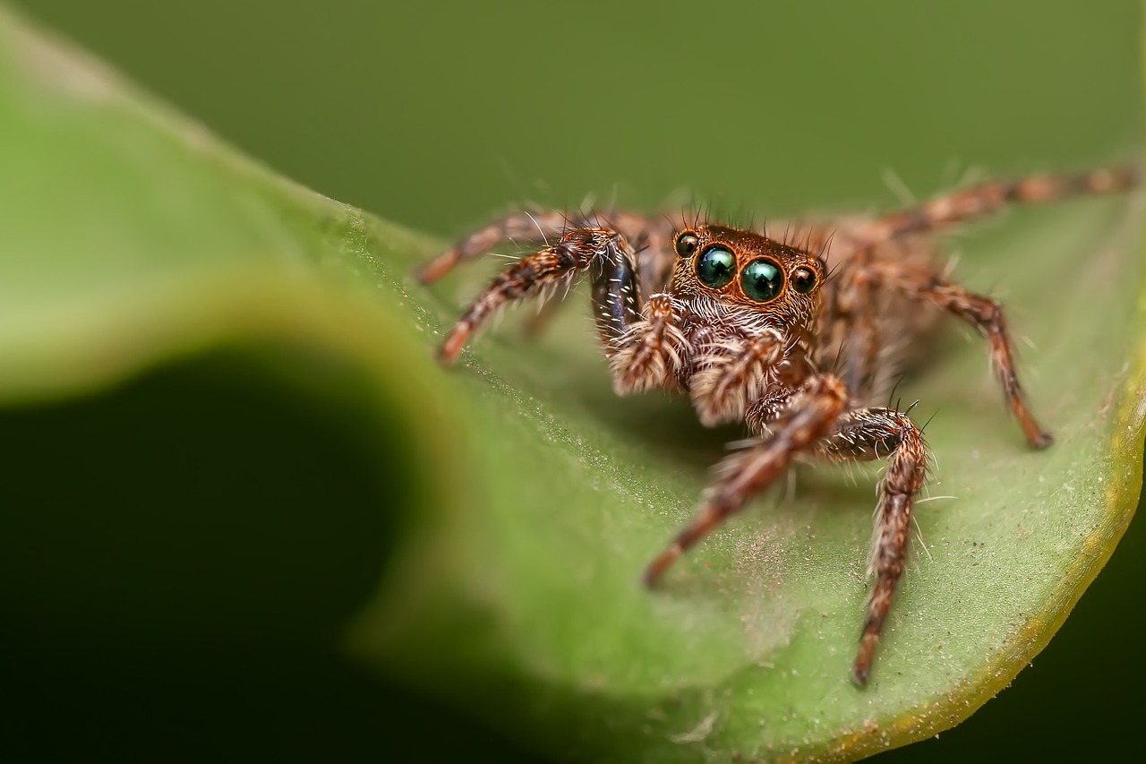 jumping spider spider insect free photo