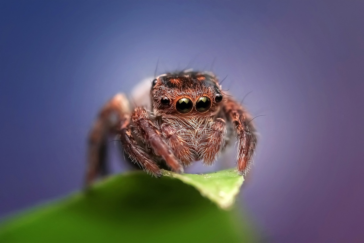 jumping spider spider insect free photo