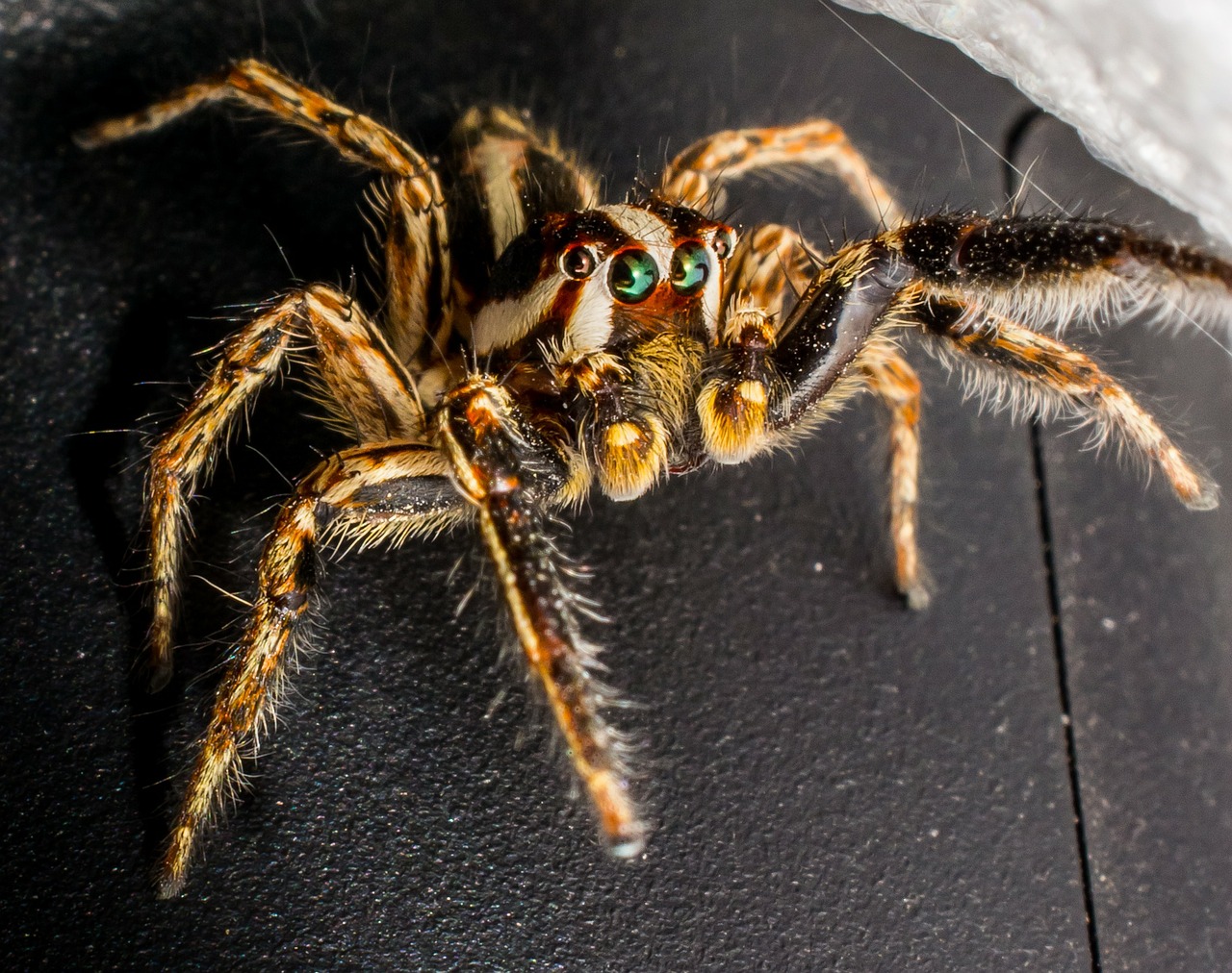 jumping spider small spider spider free photo