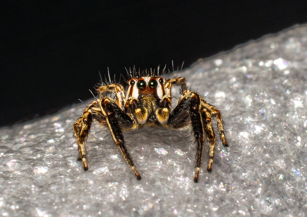 jumping spider small spider spider free photo