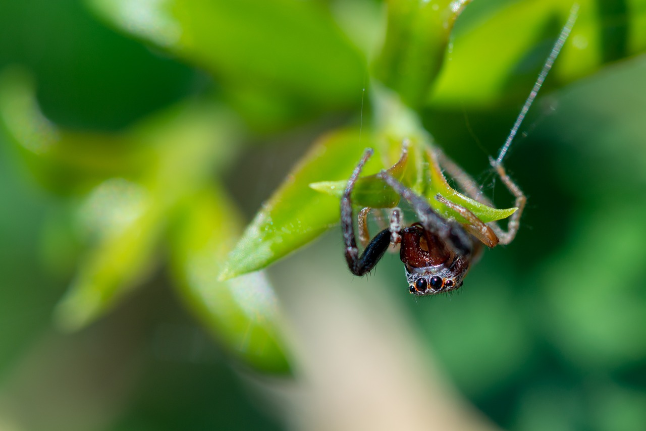 jumping spider  spider  insect free photo