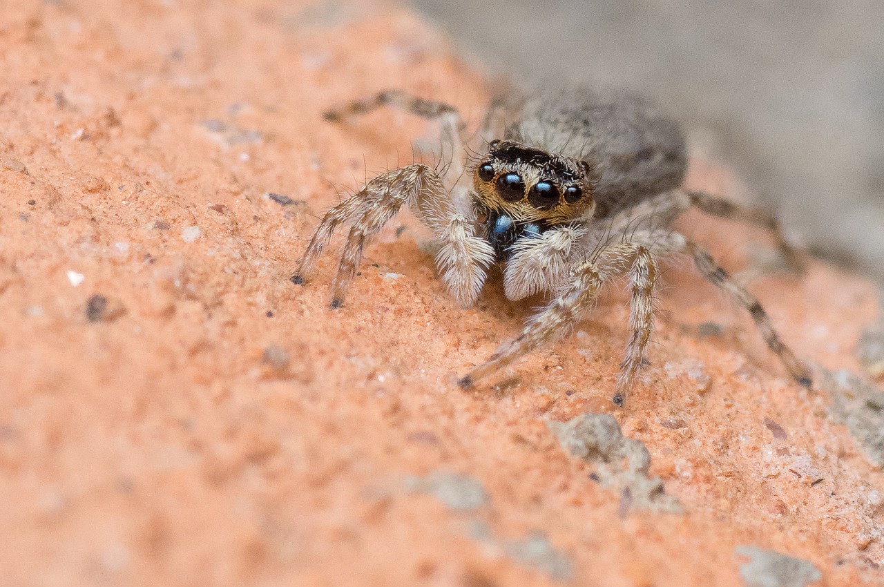 jumping spider spider madagascar free photo