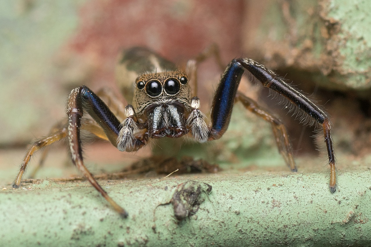 jumping spider spider macro free photo