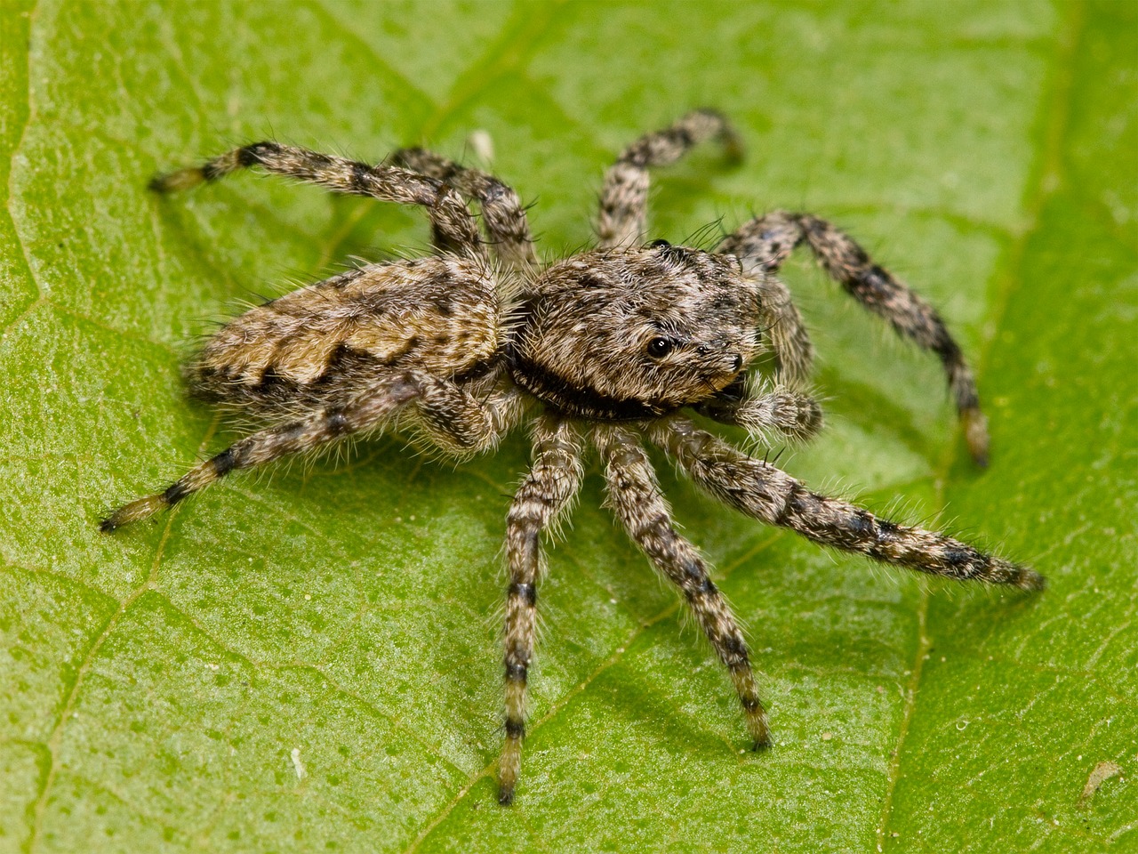 jumping spider spider adult free photo